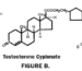 Test C vs Test E vs Test P testosterone ester comparison